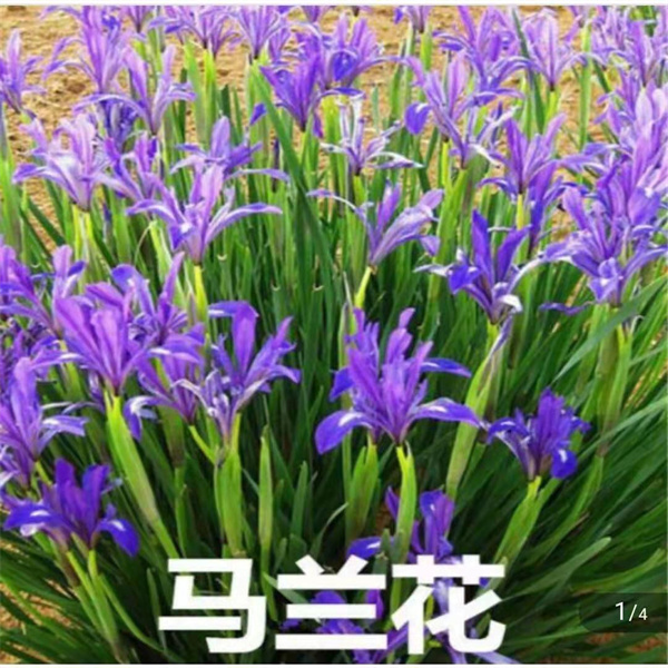 馬蘭花